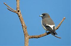 White-breasted Woodswallow